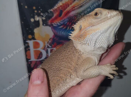 Female witblits het zero