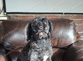 Beautiful Cavapoo Looking for a Loving New Home