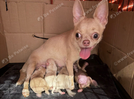 Beautiful chihuahua boys for sale