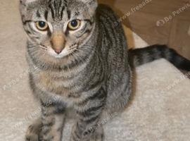 6 month old cat