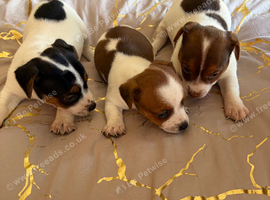 Jack Russell pups for sale