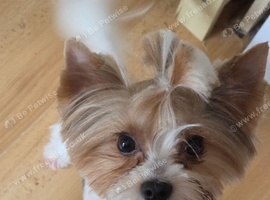 Gorgeous pure Biewer terrier male