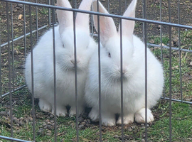 Mixed breed bunnies - 2 very friendly white males