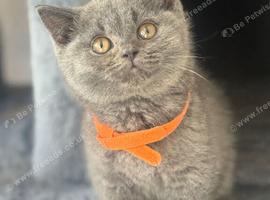 Stunning British shorthair kittens