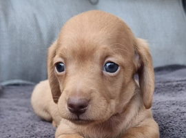 Chocolate Long haired and cream smooth haired Dachshund puppies
