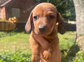 Beautiful Dachshund boys!