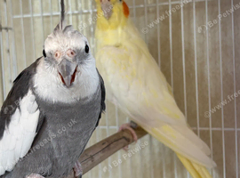 Breeding Pair of Cockatiels