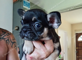 4 beautiful French bulldogs