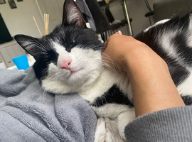 cat in need of a home