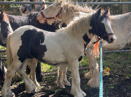 6 month old filly