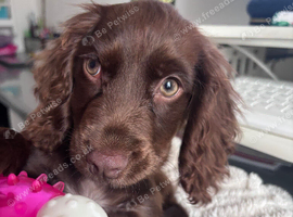 Cocker Spaniel - Puppy