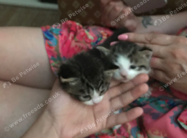 2 kittens (not ready yet)