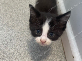 Ragdoll kittens for sale
