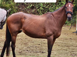 Retired Broodmare bay 20yrs