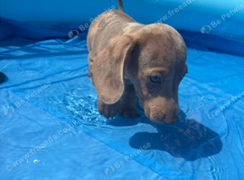 Minature dachshund pups