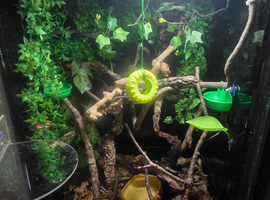 3 whites tree frogs and enclosure