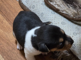 Jack Russel x Boys