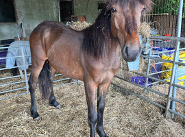 Yearling Dartmoor hill pony FILLY