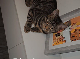 15 month old tabby cat rehoming
