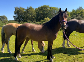 Brynithon Model Welsh D Filly