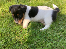 Miniature Jack Russell for sale.