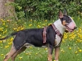 Bullet is up for stud!!!
