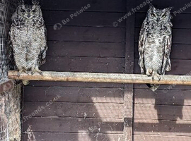 Proven breeding pair