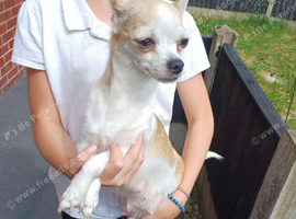 Chihuahua puppies for sale
