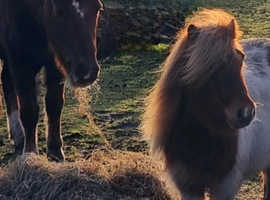GRAZING LAND WANTED !