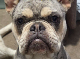 Odin   frenchie x old tyme english