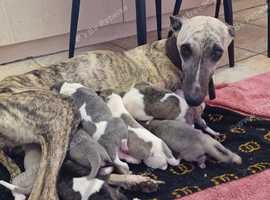 RKC Whippet Pups