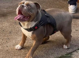 4 Year Old Female English Bulldog