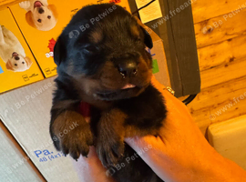 Rottweilers 4 MALE pups
