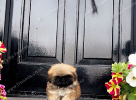 Stunning top quality Pekingese puppies