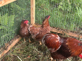 Blue Laced Wyndotte Hatching Eggs