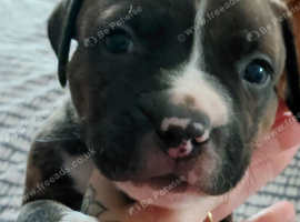 Staffy x pocket bully puppies