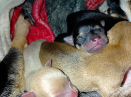 2 little girls and 1 boy apple head Chihuahua puppies