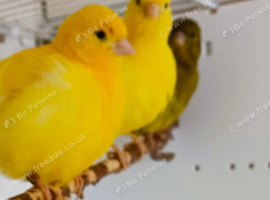 Fife Canaries various colours available for sale