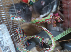2 extremely tame male rats 5 months old
