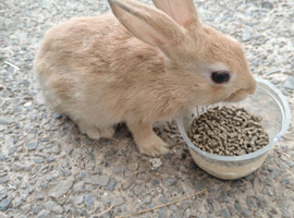 Mini rex babies