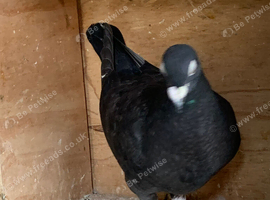 Black coloured racer pigeon 2026 RPRA ring