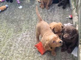 Cockerdor, cocker x labrador puppies