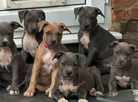 American Staffordshire terrier. Ready to leave.
