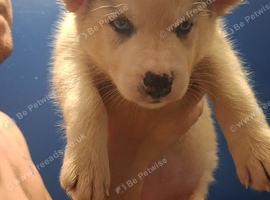 2 female siberian husky pups