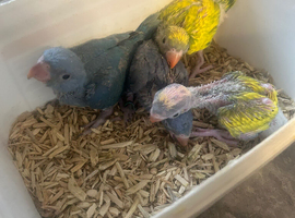 Stunning Varioue Hand Reared Baby Indian Ringnecks