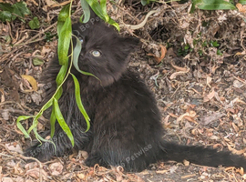 Persian cross kitten