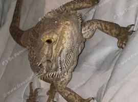 male bearded dragon