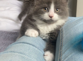 Fluffy grey and white male