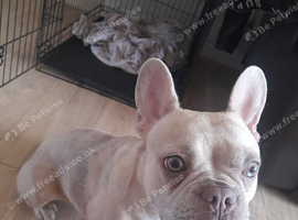 Female friench bulldog