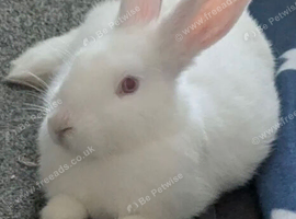 Lovely REW doe available